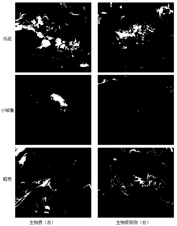 Biological adsorbent, preparation method thereof, and application thereof to removal of methylene blue dye of waste water