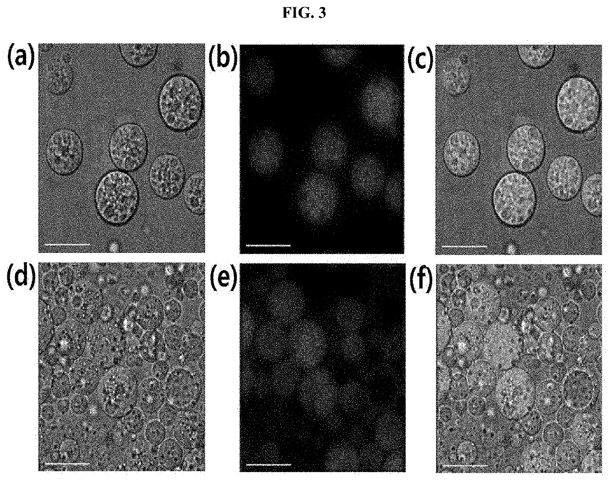 Multi-domain vesicle comprising immunoactive material, production method therefor and immunomodulatory composition comprising same