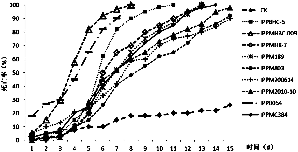 Metarhizium anisopliae IPPMHBC-009 and application thereof