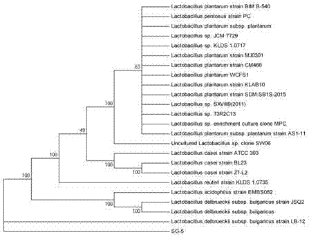 Application of Lactobacillus plantarum SG5 in gamma-aminobutyric acid