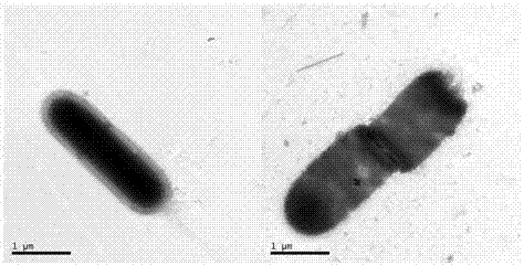 Application of Lactobacillus plantarum SG5 in gamma-aminobutyric acid