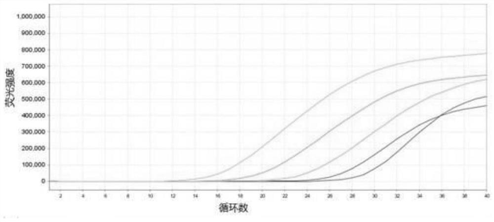 Real-time fluorescent RT-PCR detection method and kit for Mycobacterium tuberculosis 85b mRNA