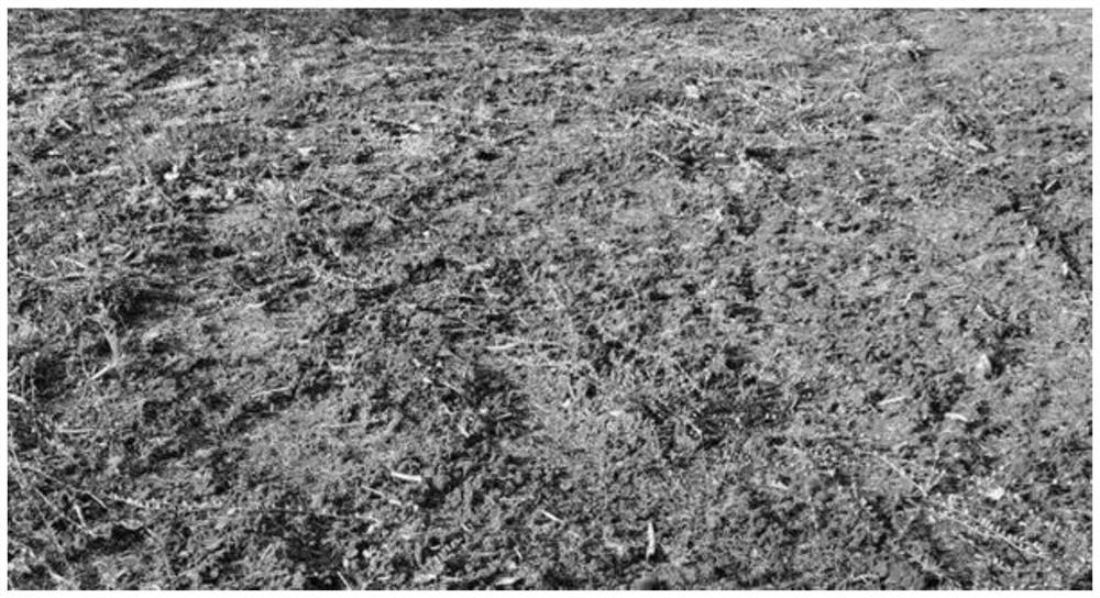 Composite enhanced acid regulation method for shallow root layer soil of cranberry field