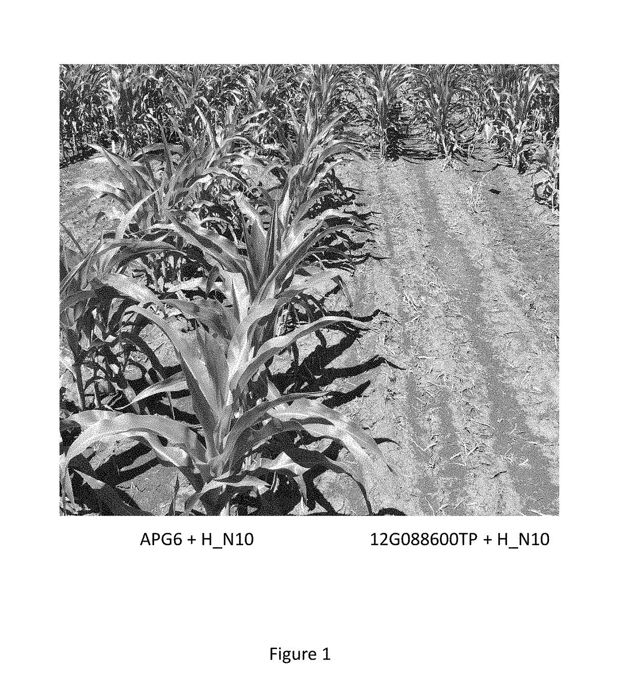 Compositions and methods for efficient targeting of transgenes