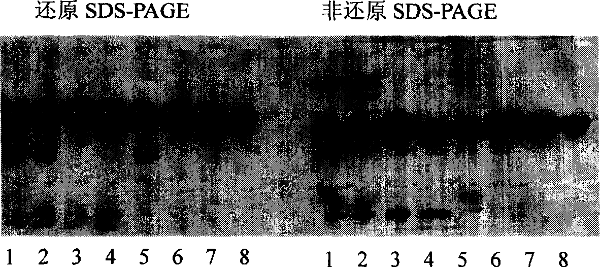 Purification of rHSA