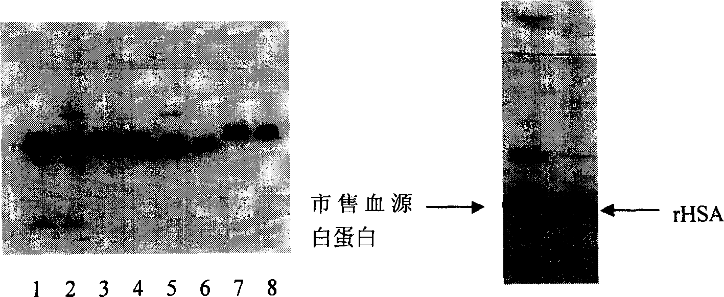 Purification of rHSA