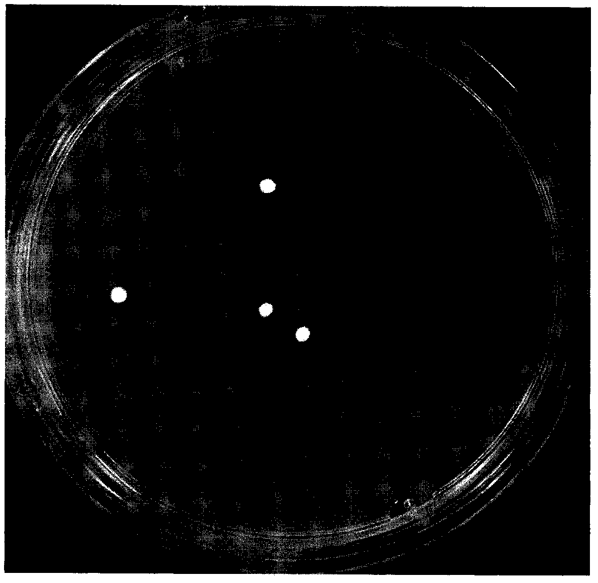 Lactobacillus jensenii and application thereof for preparing vaginal bacteriostatic drugs