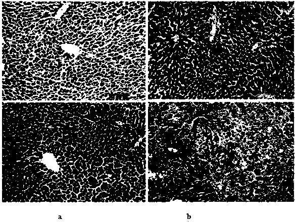 Preparation method and application of physiologically active notoginseng polysaccharide