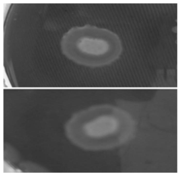 Bacillus firmus CX8 from termite gut and application of bacillus firmus CX8