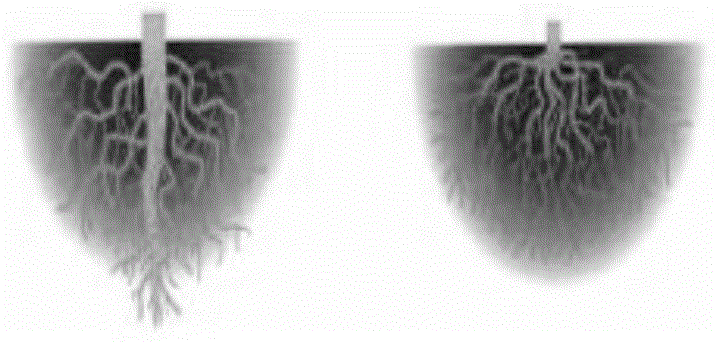 Method for stably supplying soil moisture to plants with shallow root systems