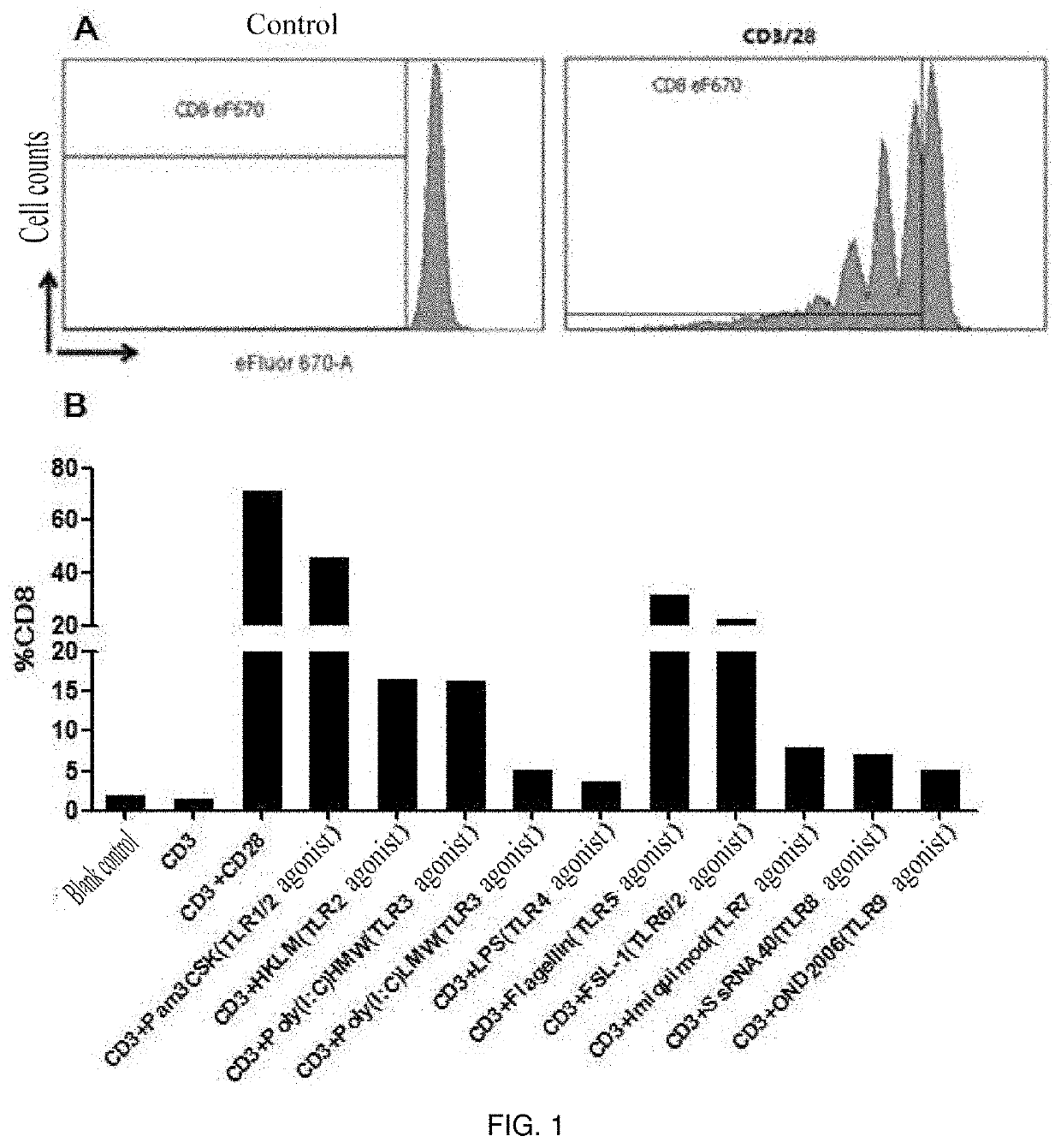 Method for amplifying cd8+t cells and cell subpopulations thereof in-vitro