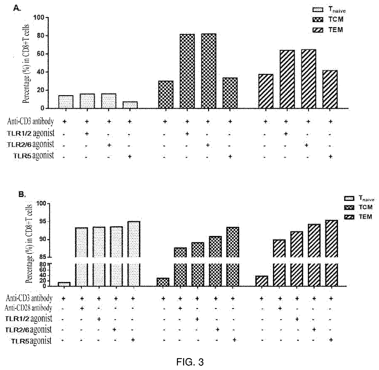 Method for amplifying cd8+t cells and cell subpopulations thereof in-vitro