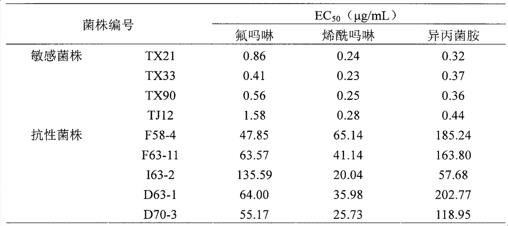 Method for rapidly identifying resistance of phytophthora melonis to CAA bactericides and special primer