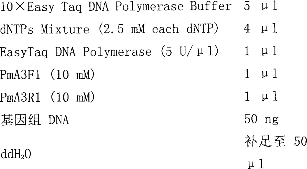 Method for rapidly identifying resistance of phytophthora melonis to CAA bactericides and special primer