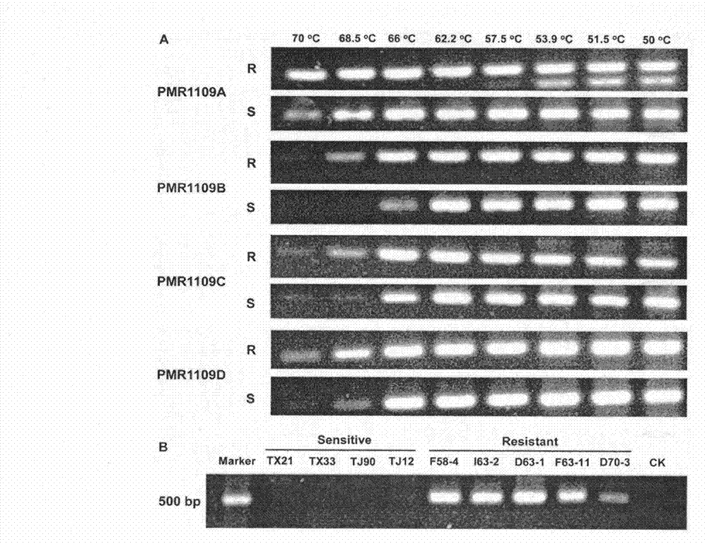 Method for rapidly identifying resistance of phytophthora melonis to CAA bactericides and special primer