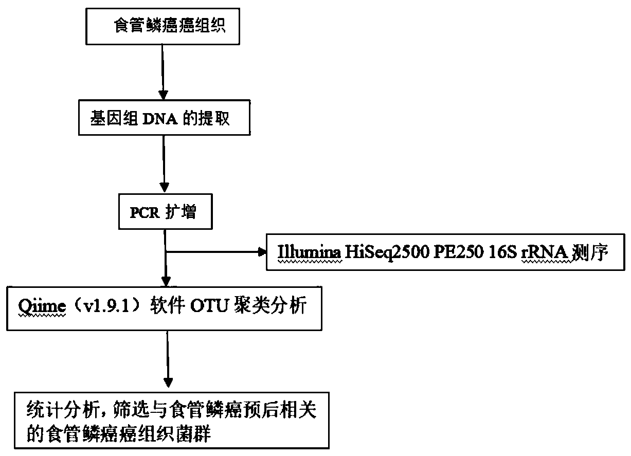 Application of reagent for detecting flora in preparation of reagent or kit for prognosis prediction markers of esophageal squamous cell carcinoma patients