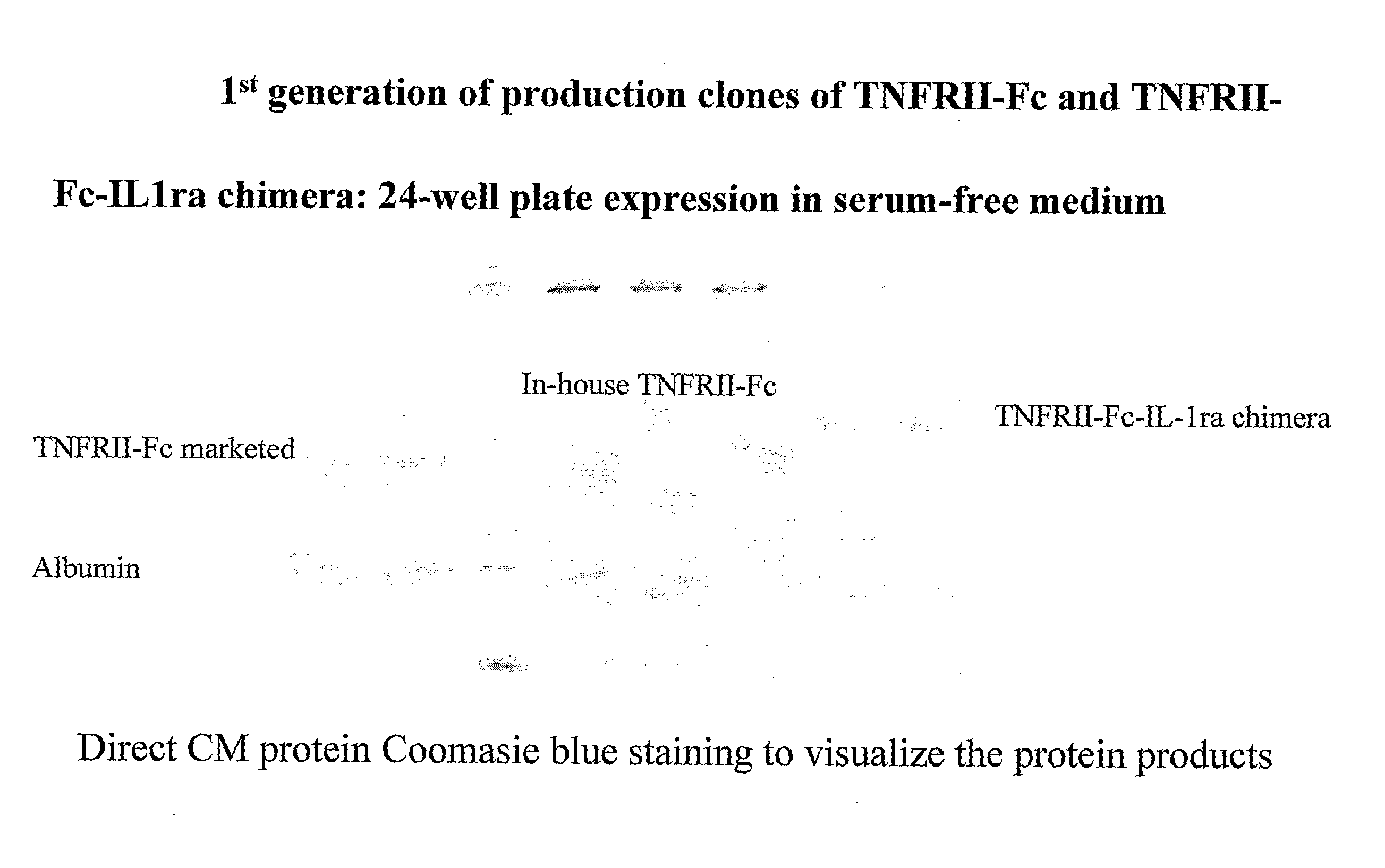 Chimeric Protein