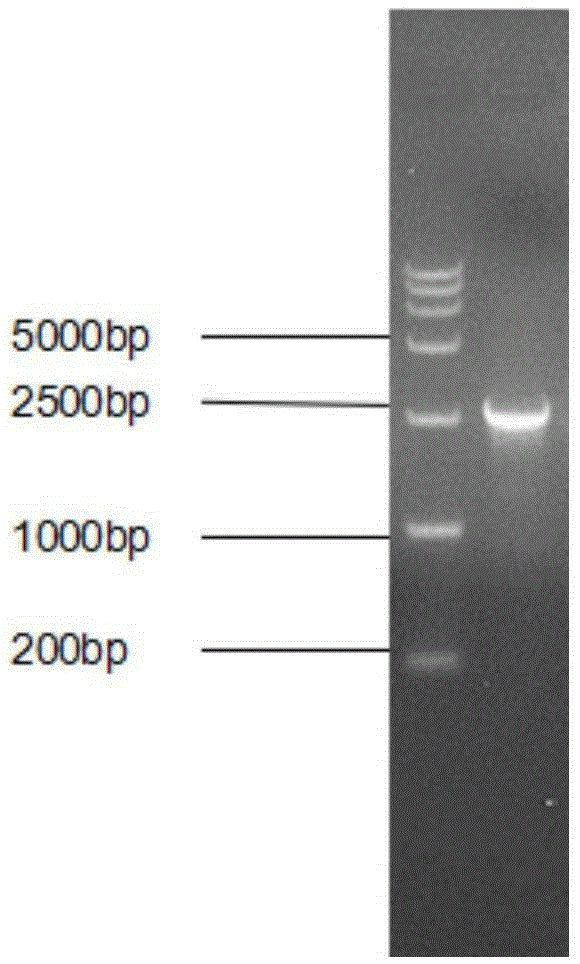 Establishment method and application of H9 subtype avian influenza recombined duck enteritis virus rDEVdeltagE-H9 strain