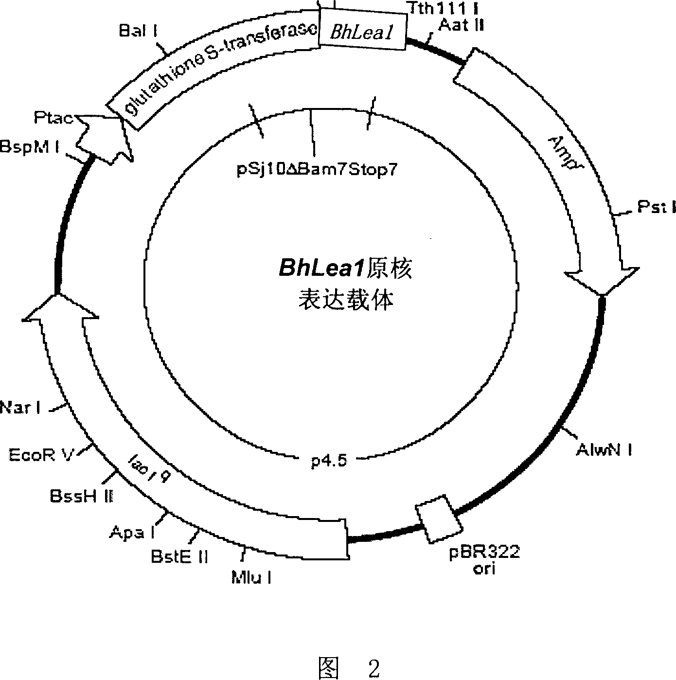 Boea clarkeane drought-resistant and salt-tolerance related gene and its coding protein and use