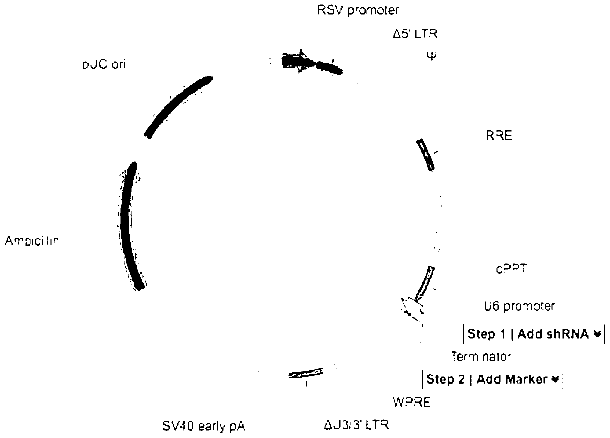 A method of producing chimeric antigen receptor modified gamma delta t cells