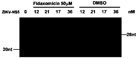 Application of Fidaxomicin in preparation of medicines treating related diseases and/or symptoms caused by Zika virus infection