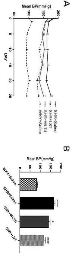 Application of Wulan thirteen-ingredient decoction powder in preparation of medicine for protecting renal injury caused by primary hypertension