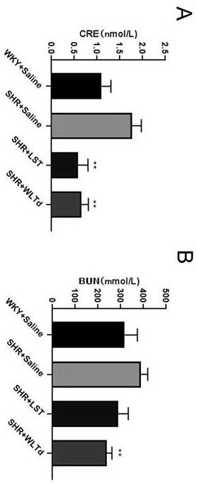 Application of Wulan thirteen-ingredient decoction powder in preparation of medicine for protecting renal injury caused by primary hypertension