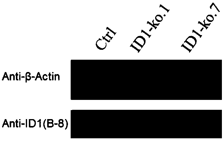 sgRNA of ID1 (Inhibitor of Differentiation 1) genes, knock-out method for ID1 genes, BHK-21 cell line and application thereof