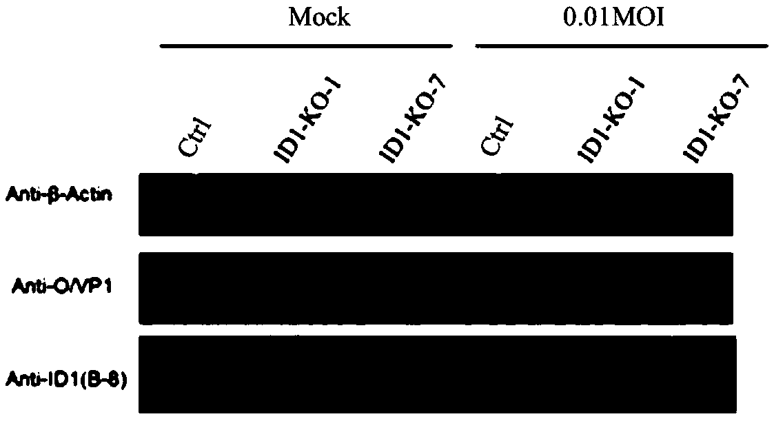 sgRNA of ID1 (Inhibitor of Differentiation 1) genes, knock-out method for ID1 genes, BHK-21 cell line and application thereof