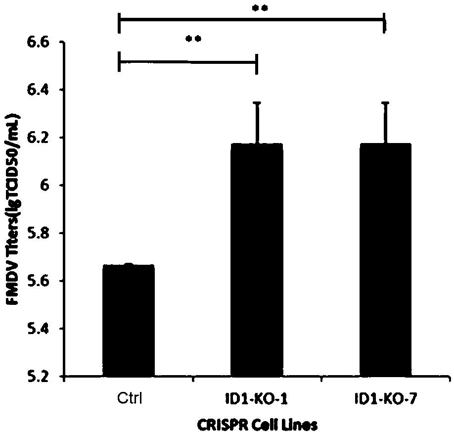 sgRNA of ID1 (Inhibitor of Differentiation 1) genes, knock-out method for ID1 genes, BHK-21 cell line and application thereof