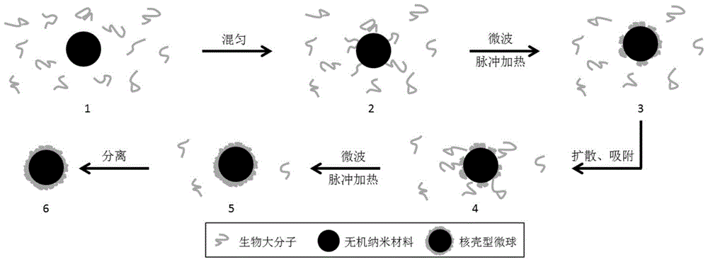 A method for preparing biomacromolecule-coated microspheres by microwave heating