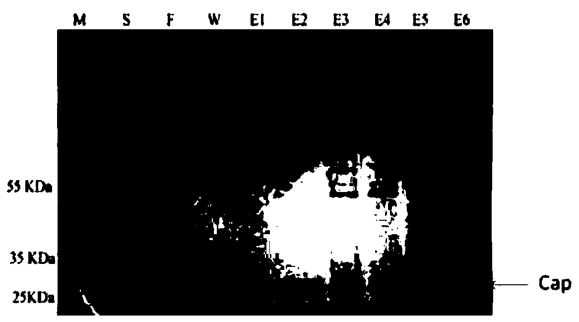 PCV2 virus-like particle sandwich quantitative ELISA detection method and application thereof