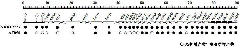 Aspergillus flavus biocontrol strain realizing resistance on bactericides without producing aflatoxin and application of aspergillus flavus biocontrol strain