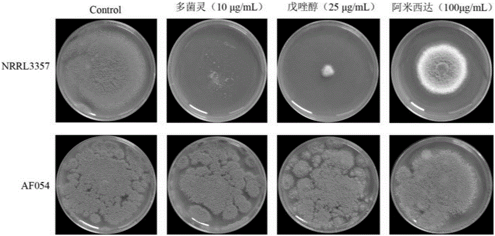 Aspergillus flavus biocontrol strain realizing resistance on bactericides without producing aflatoxin and application of aspergillus flavus biocontrol strain