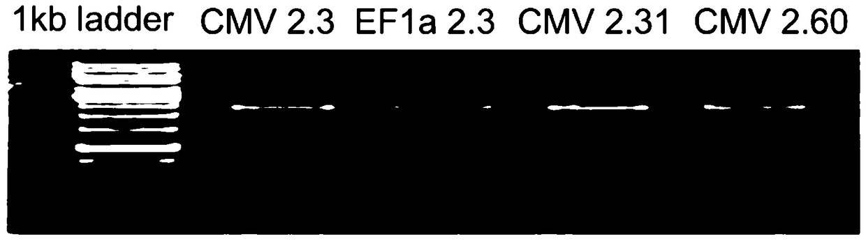 A kind of dendritic cell vaccine and its preparation method and application