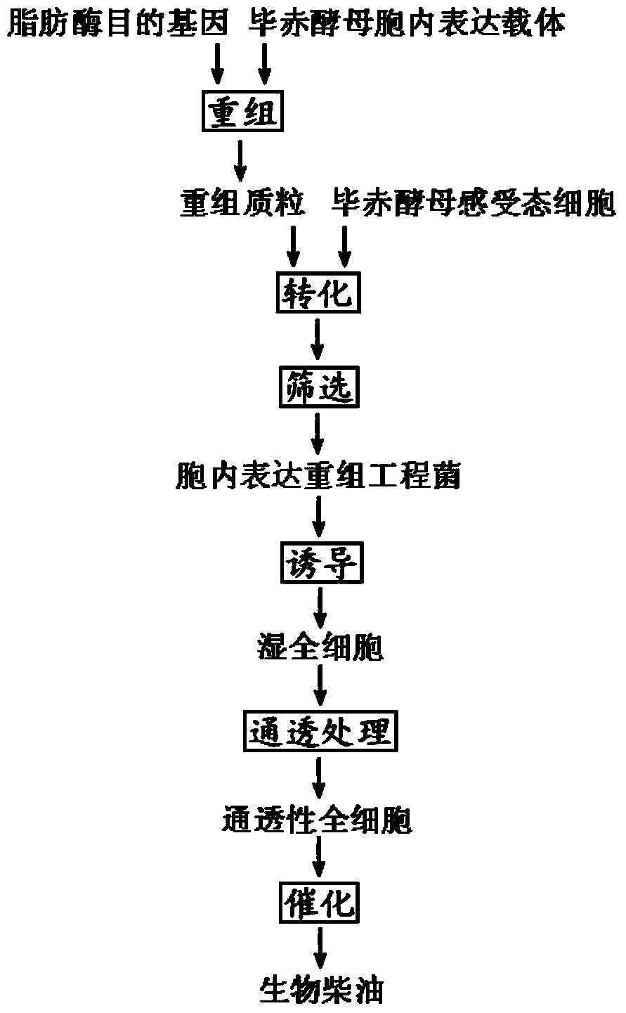 Method for preparing biodiesel from pichia pastoris whole-cell lipase catalysis