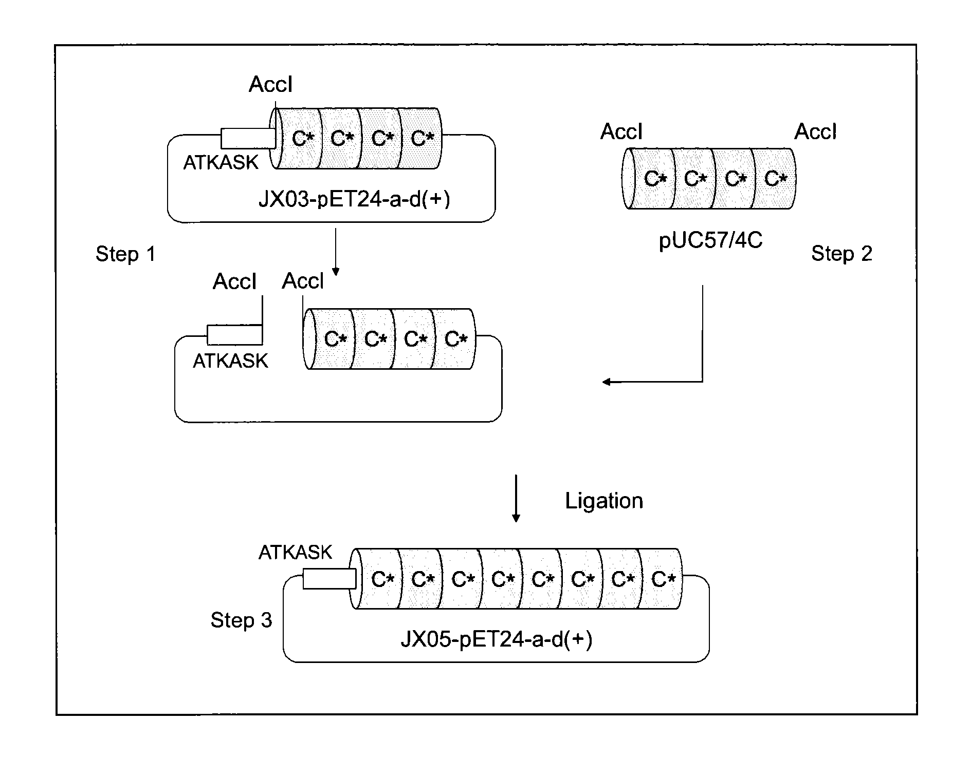 Support for affinity chromatography and method for isolating immunoglobulin