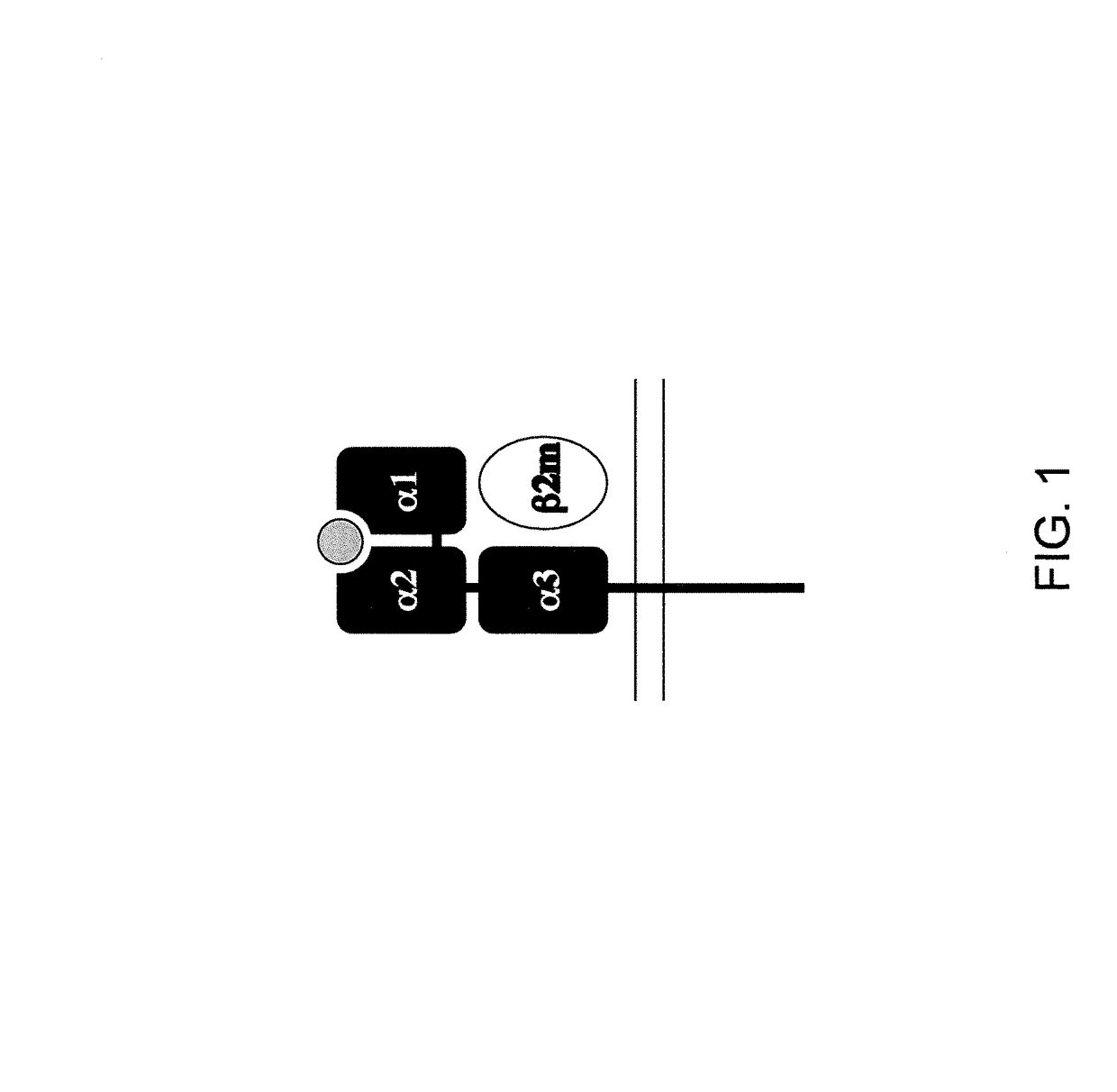 Genetically modified major histocompatibility complex mice