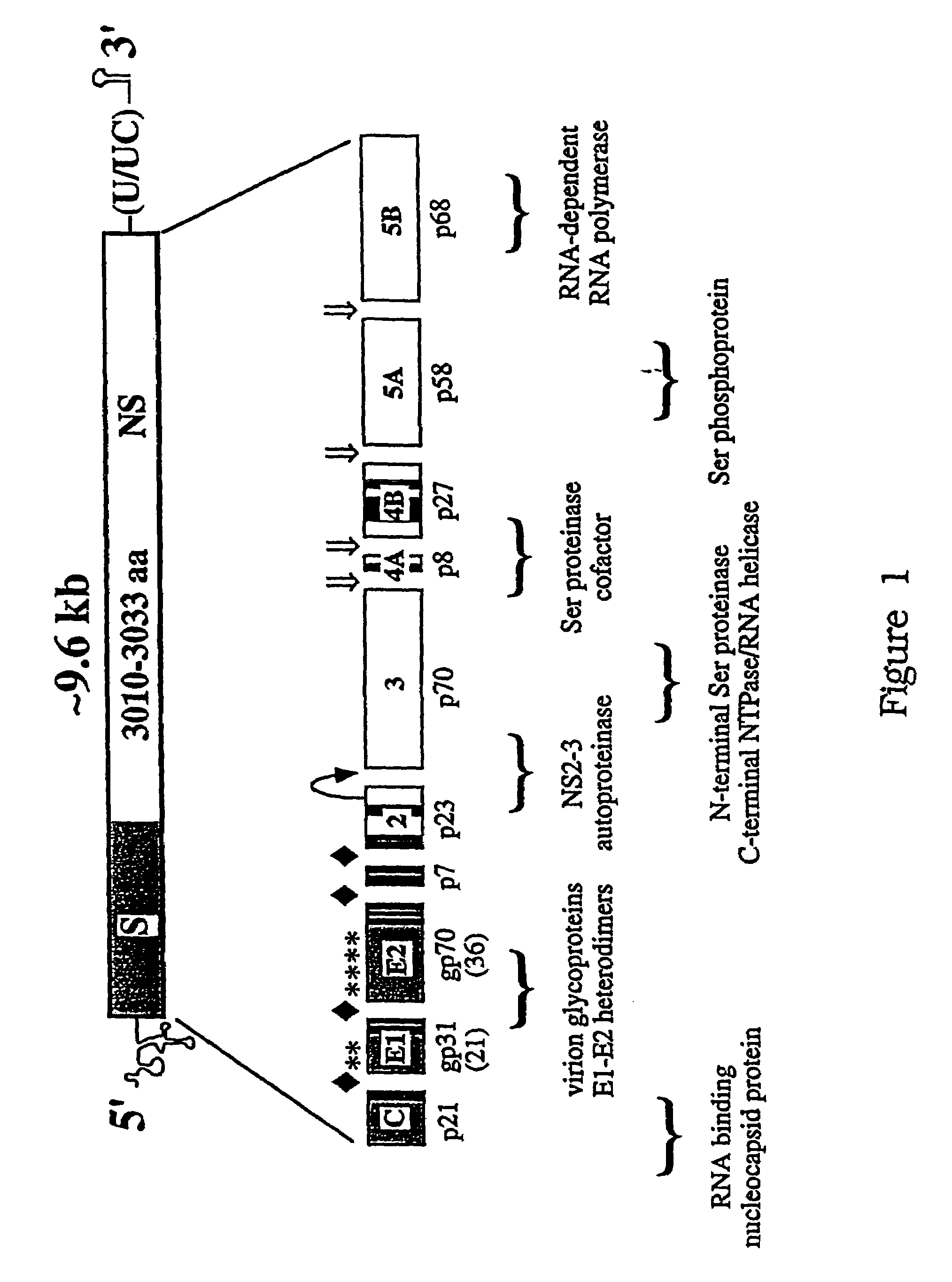 HCV variants