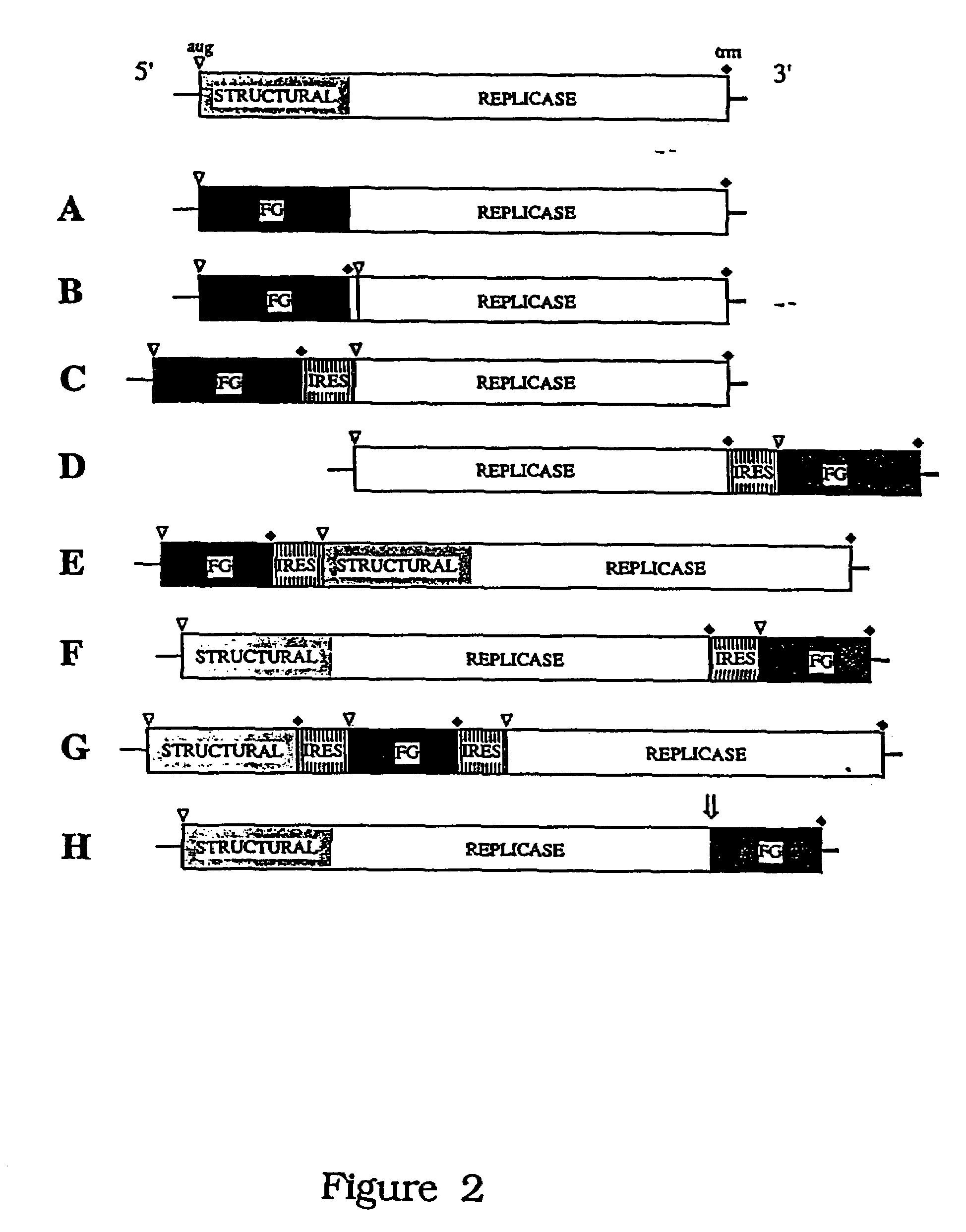 HCV variants