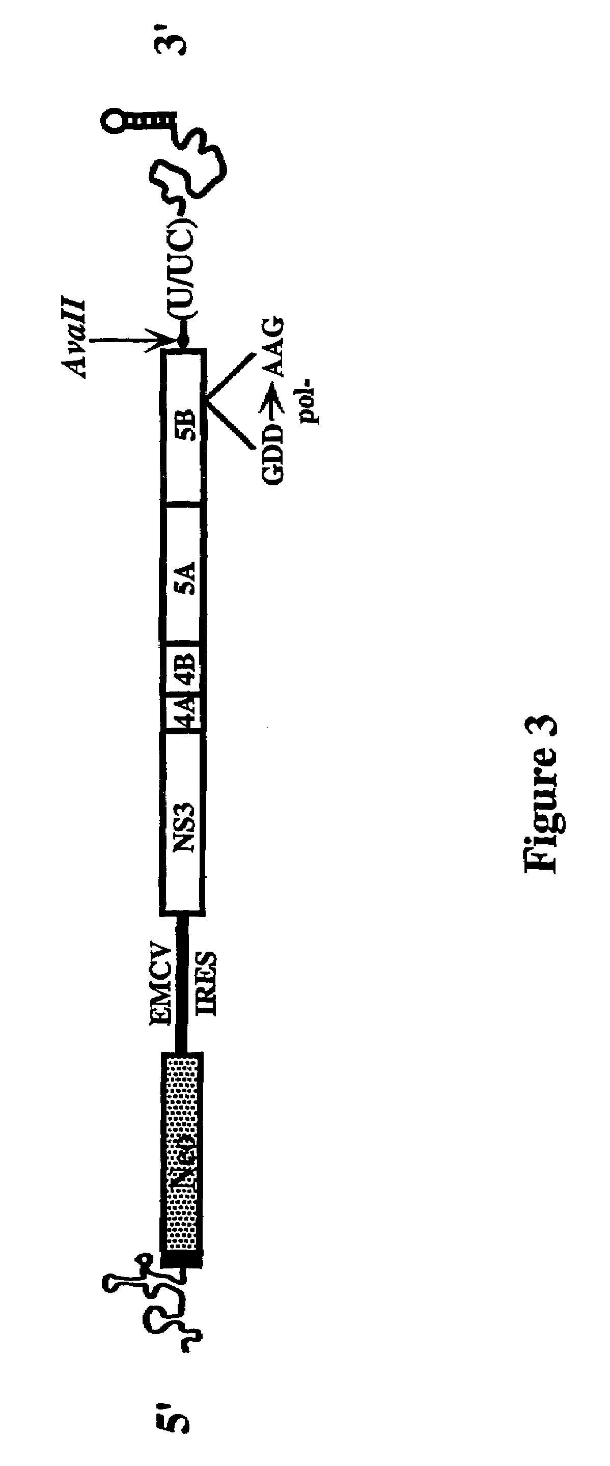 HCV variants