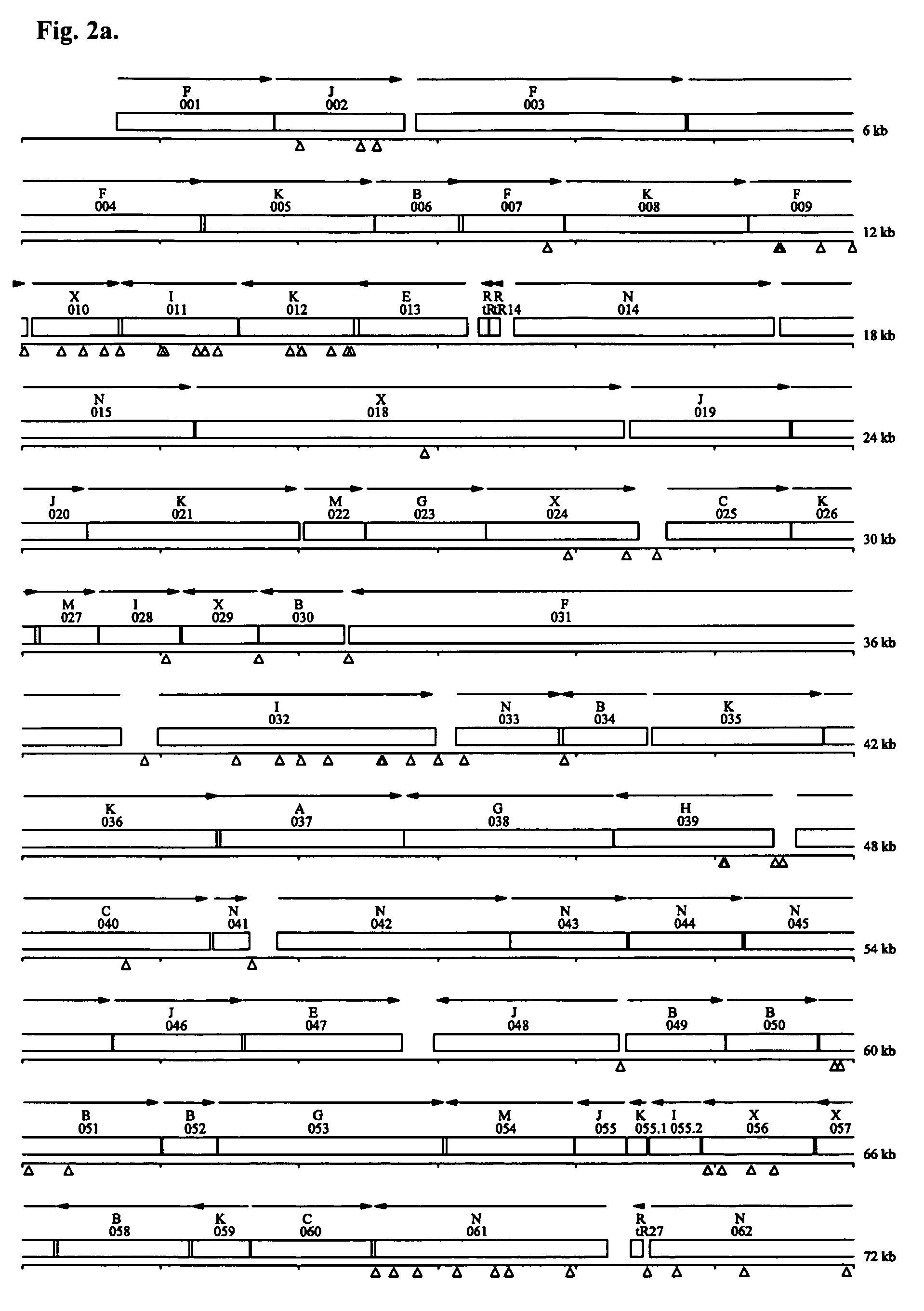 Minimal bacterial genome