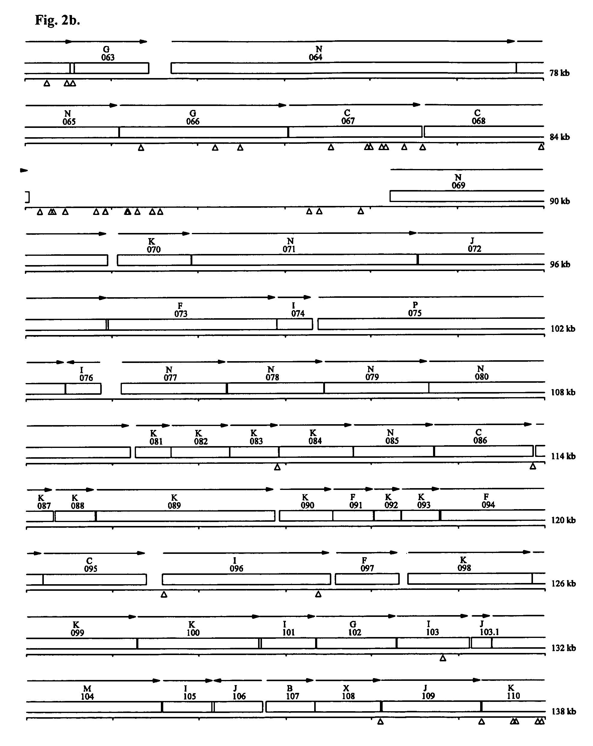 Minimal bacterial genome