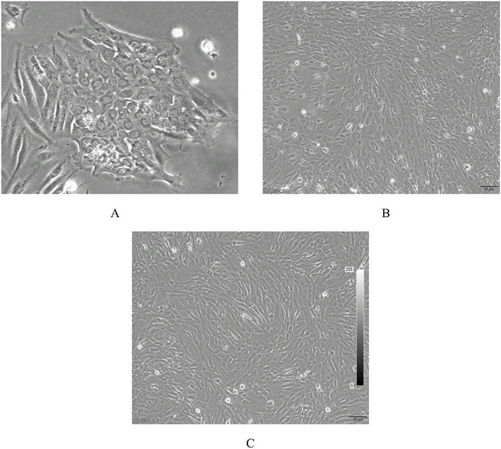 Adult human hepatogenic stem cell line HN, preparation method thereof and application