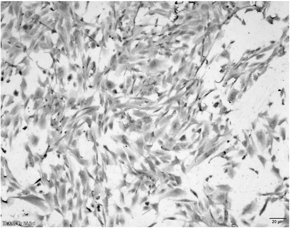 Adult human hepatogenic stem cell line HN, preparation method thereof and application