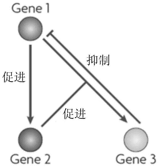 Clonal breeding method of Populus euphratica based on gene regulation network