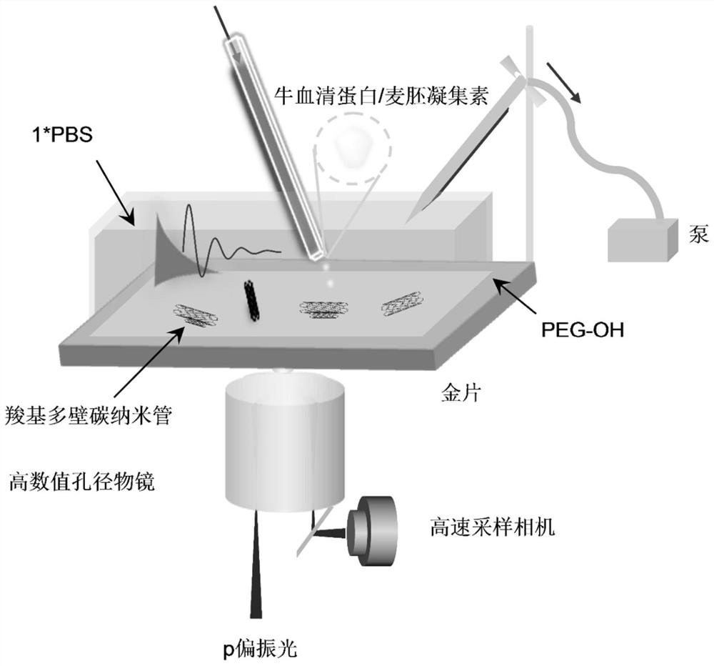 A method for analyzing the interaction between single carbon nanotube and protein