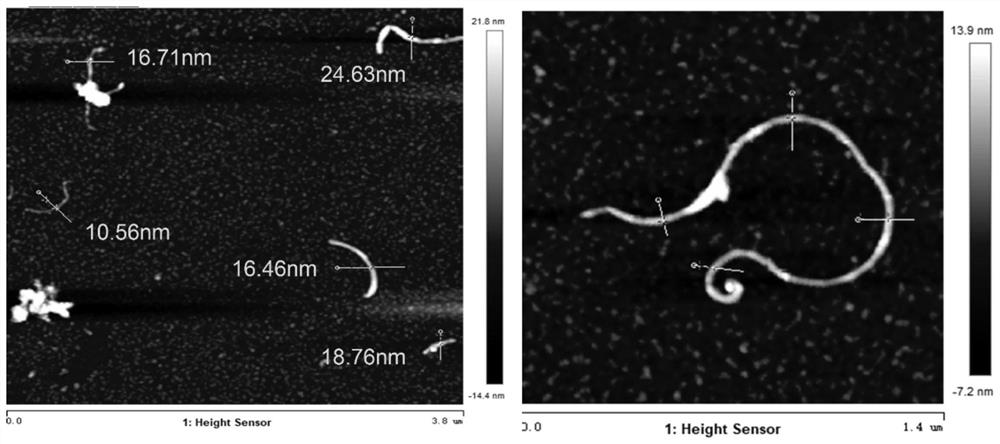 A method for analyzing the interaction between single carbon nanotube and protein