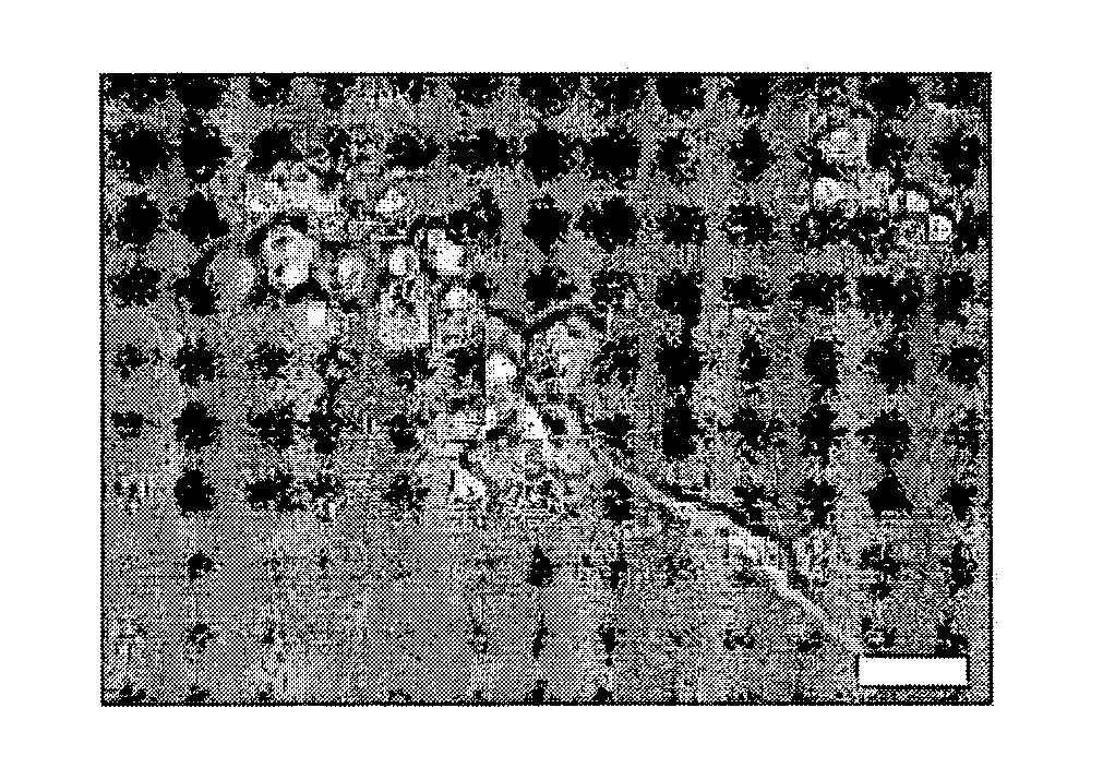 Methods and products related to the intracellular delivery of polysaccharides