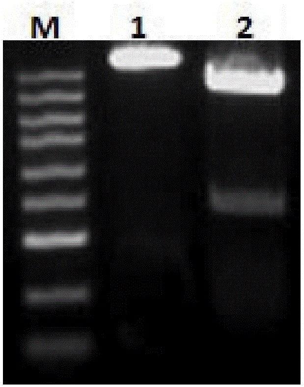 Design and preparation method and application of echinococcus multilocularis subunit vaccine LTB-Emy162